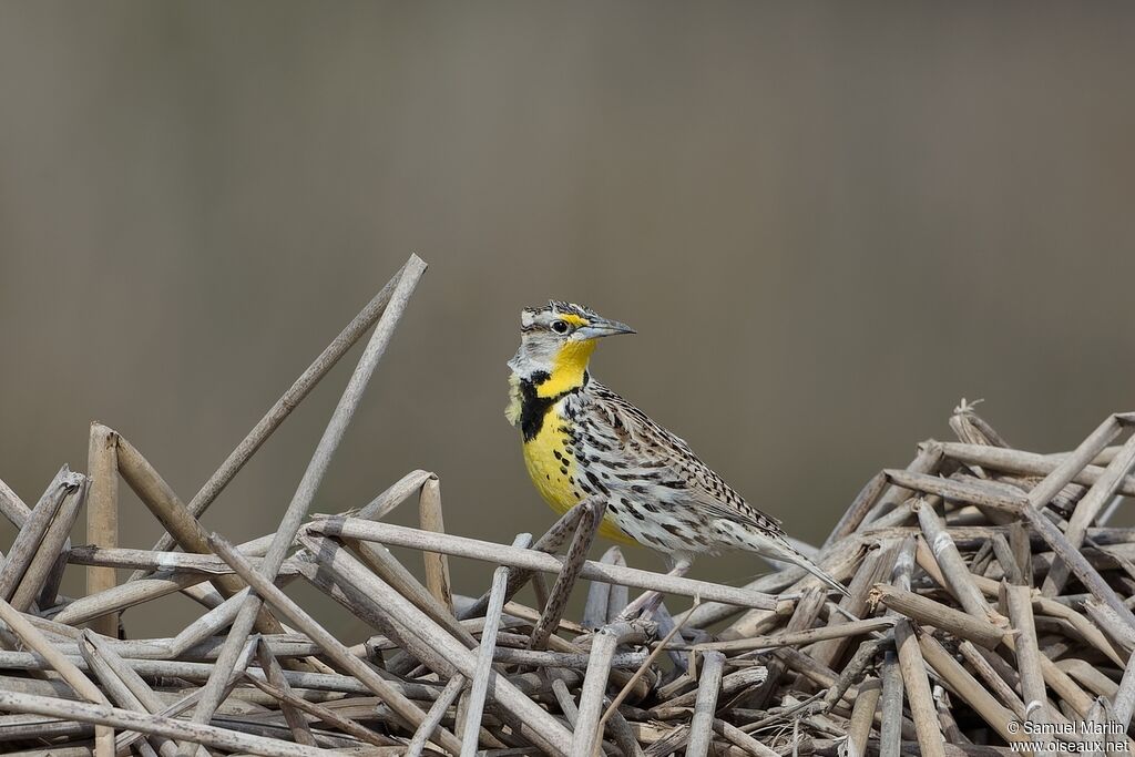 Western Meadowlarkadult