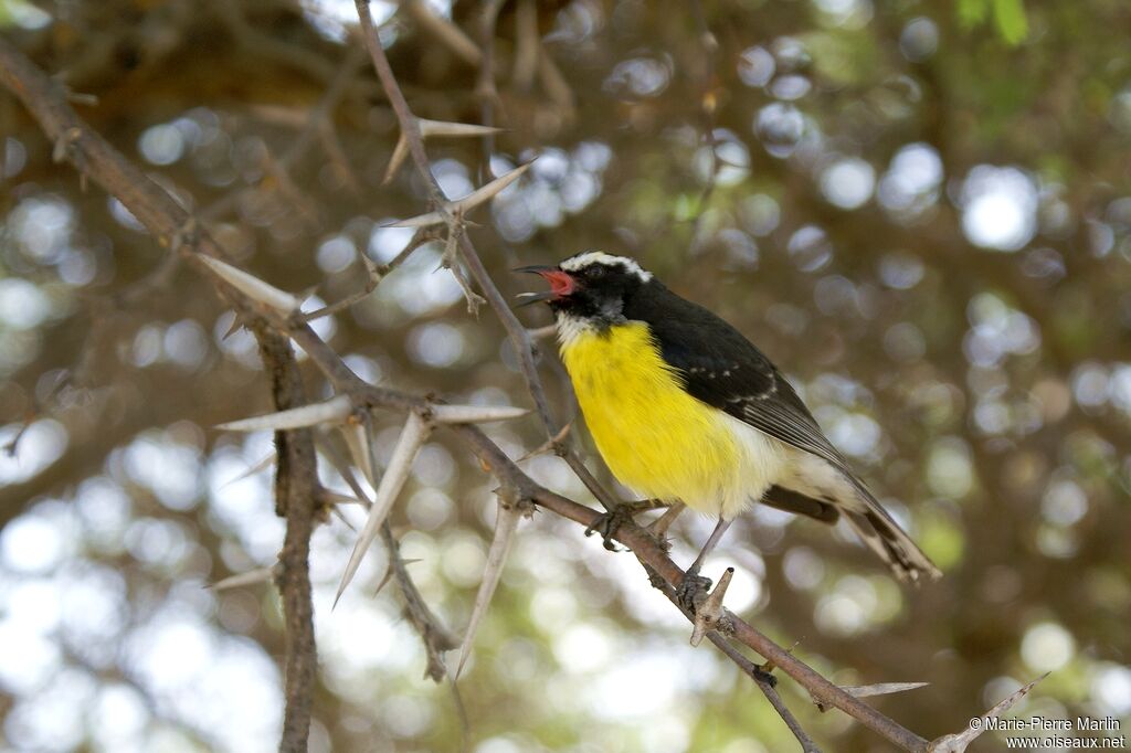 Bananaquit male adult