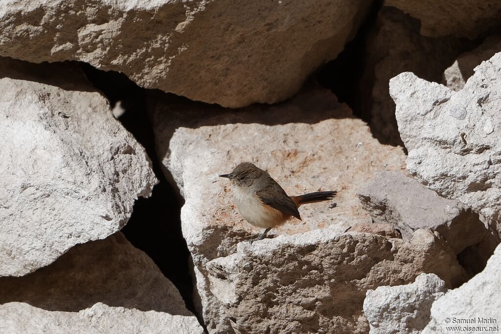 Dark-winged Canasteroadult