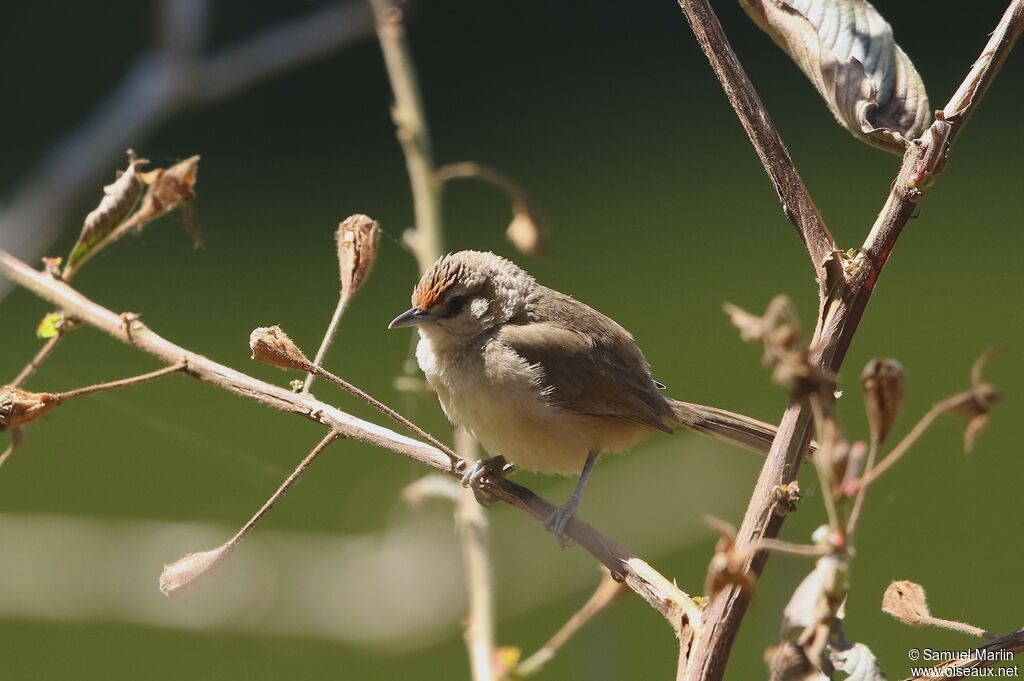 Rufous-fronted Thornbird