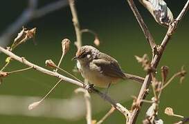 Rufous-fronted Thornbird