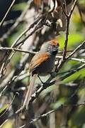 Spix's Spinetail