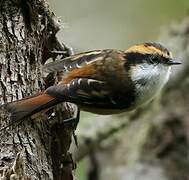 Thorn-tailed Rayadito