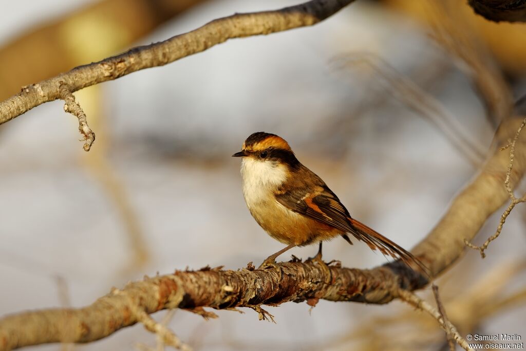 Thorn-tailed Rayaditoadult