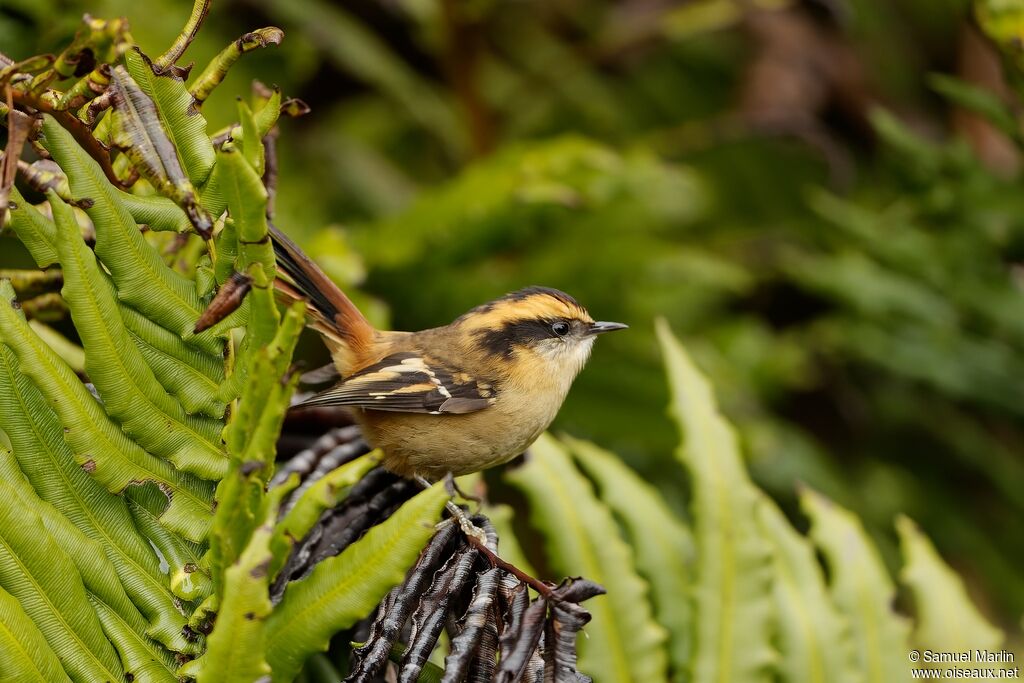 Thorn-tailed Rayaditoadult