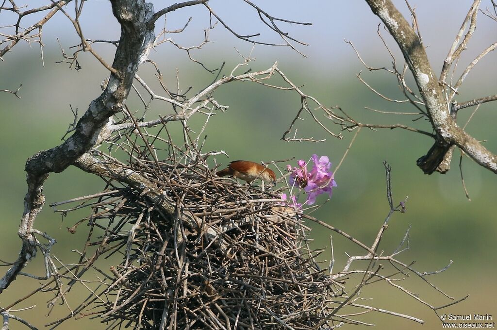 Greater Thornbirdadult, Reproduction-nesting