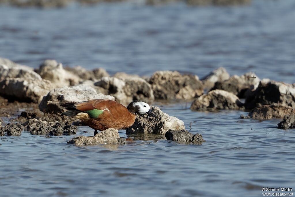 South African Shelduck female adult