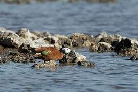 South African Shelduck