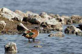 South African Shelduck