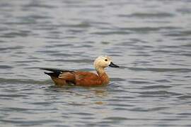 Ruddy Shelduck