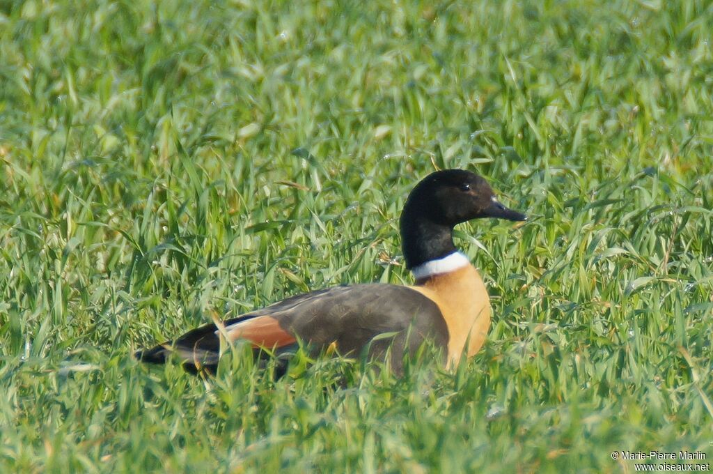 Australian Shelduck male adult