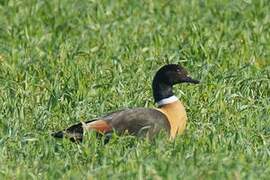 Australian Shelduck