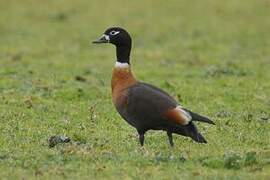 Australian Shelduck