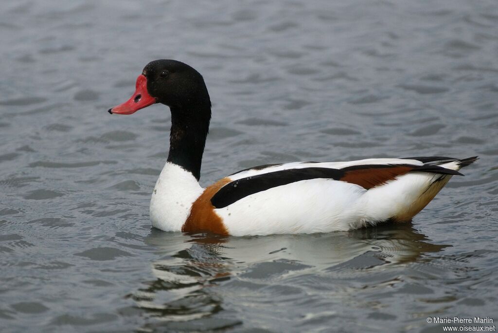 Common Shelduck male adult