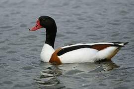 Common Shelduck