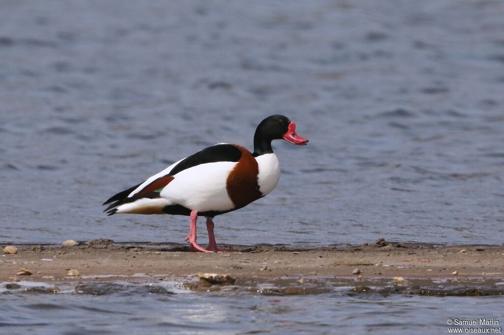 Common Shelduckadult