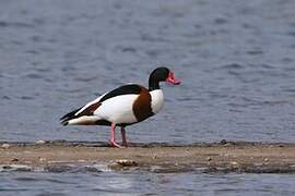 Common Shelduck