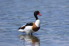 Common Shelduck