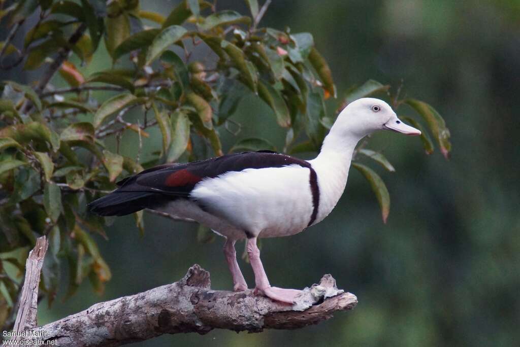 Tadorne radjahadulte, identification