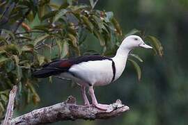 Radjah Shelduck