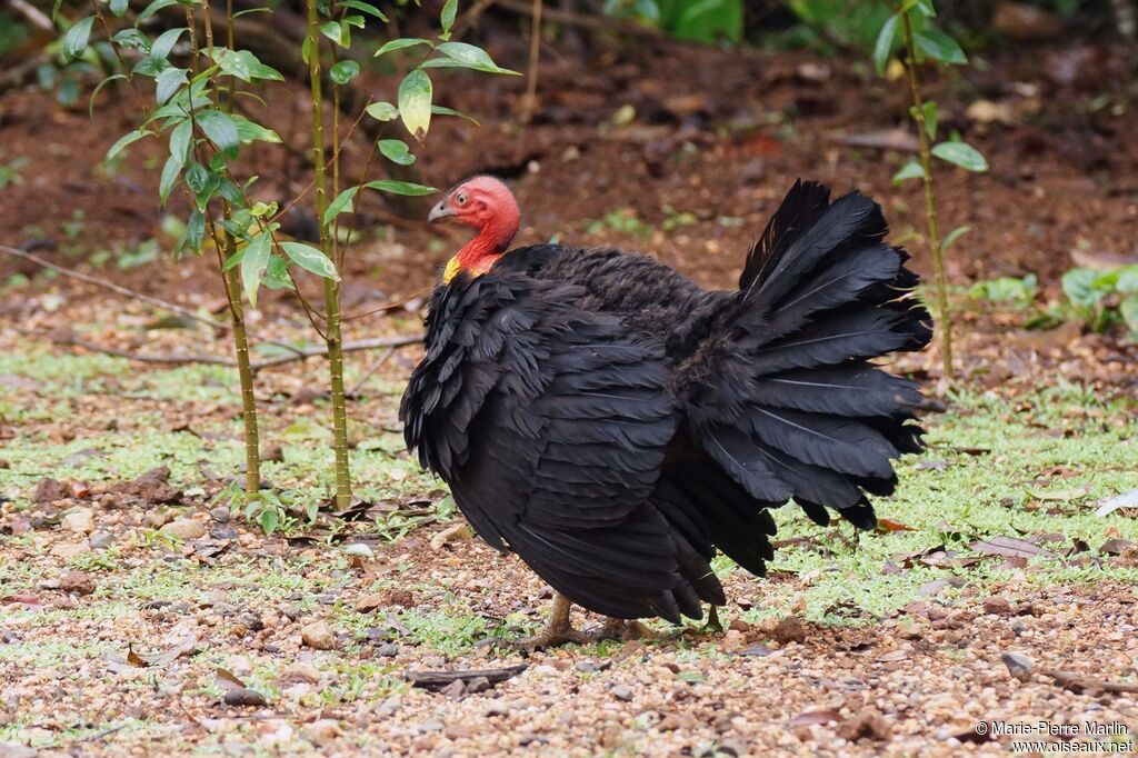 Australian Brushturkeyadult