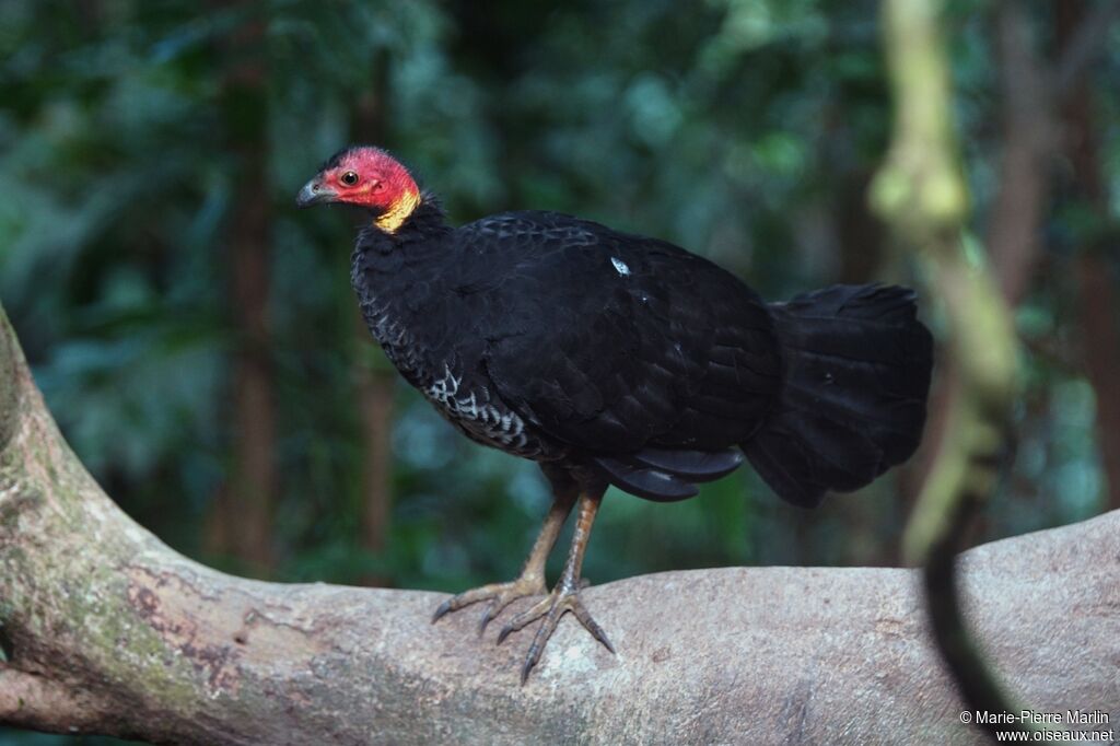 Australian Brushturkeyadult