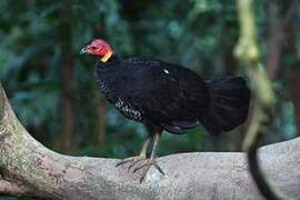 Australian Brushturkey