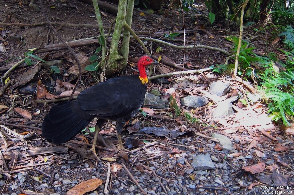 Australian Brushturkeyadult