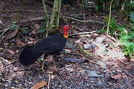 Australian Brushturkey