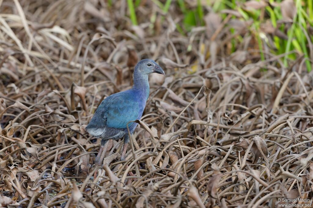 Grey-headed Swamphen