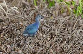 Grey-headed Swamphen