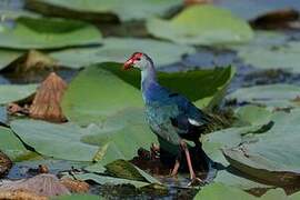 Grey-headed Swamphen