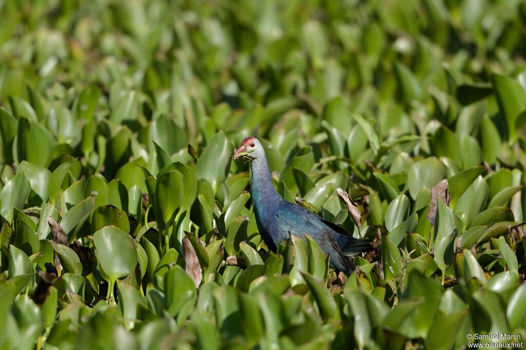 Talève à tête grise, pêche/chasse