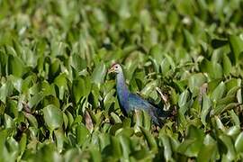 Grey-headed Swamphen