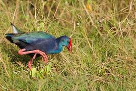 African Swamphen