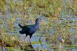 African Swamphen