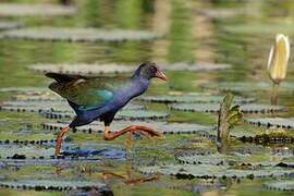 Allen's Gallinule