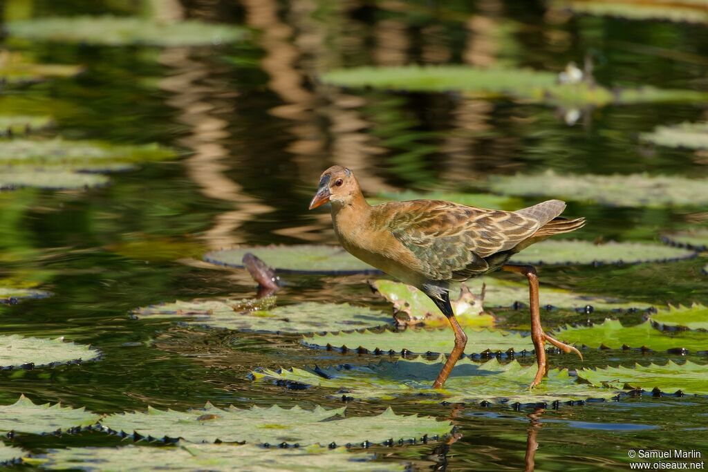 Allen's Gallinulejuvenile