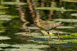 Allen's Gallinule