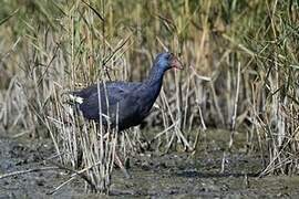 Western Swamphen