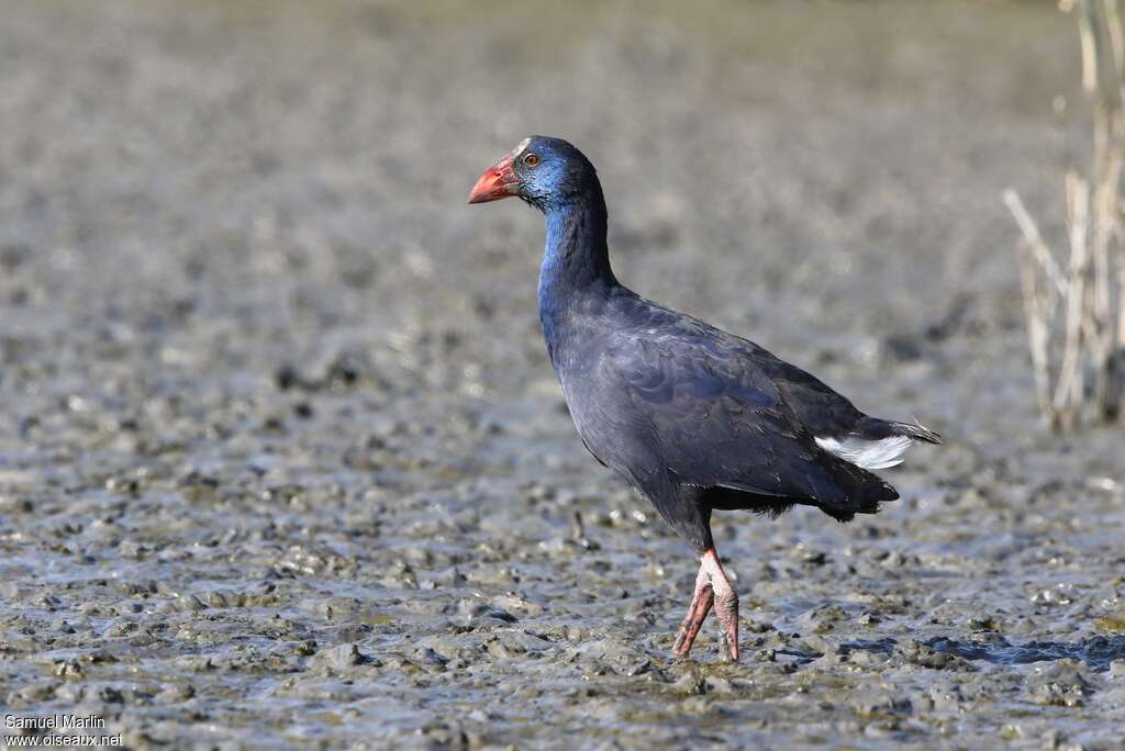 Western Swamphenadult post breeding, identification