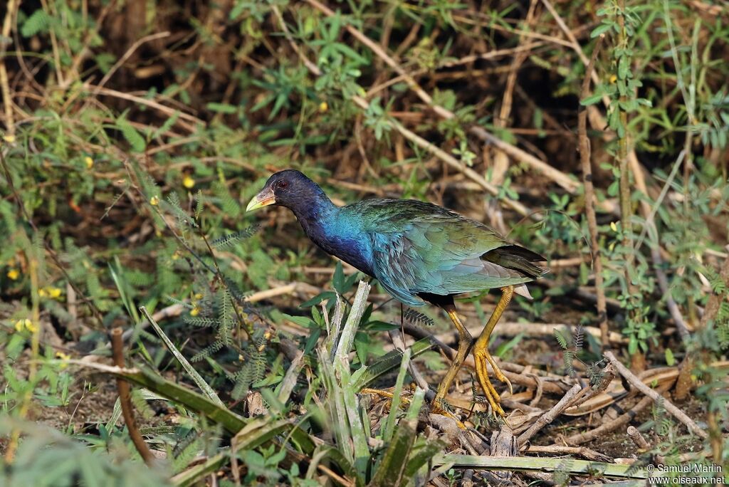 Purple Gallinule male adult