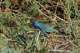 Purple Gallinule