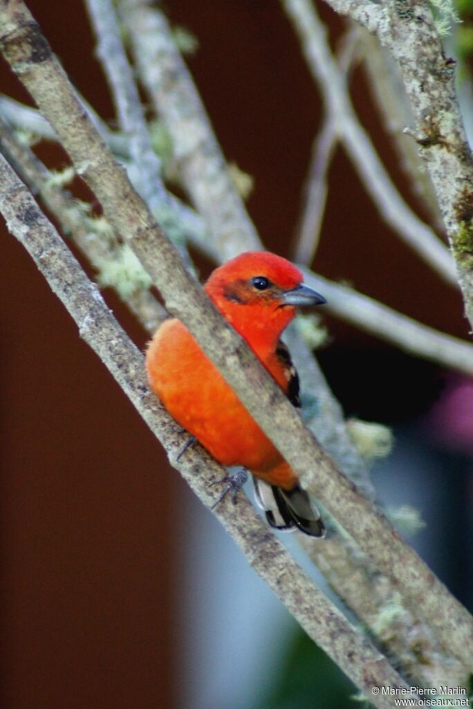 Flame-colored Tanager male adult