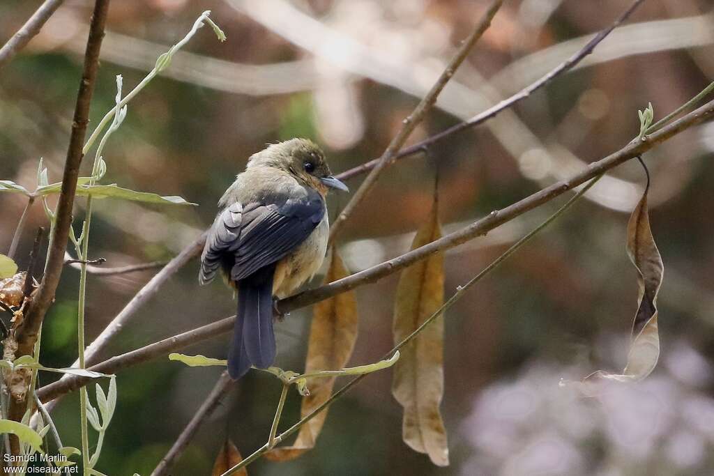 Black-goggled Tanager female adult