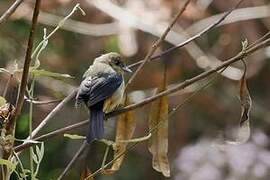 Black-goggled Tanager