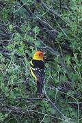 Western Tanager