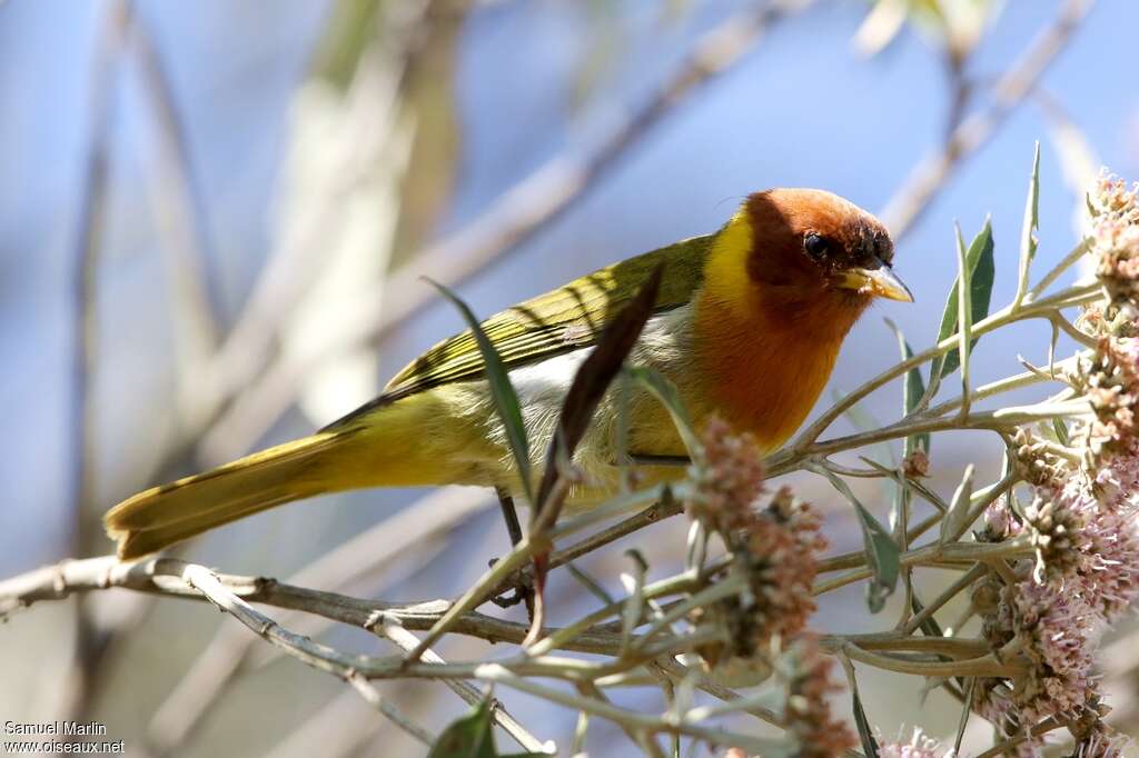 Tangara à tête rousse, identification