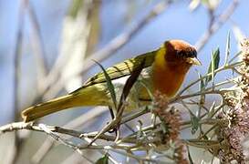 Rufous-headed Tanager