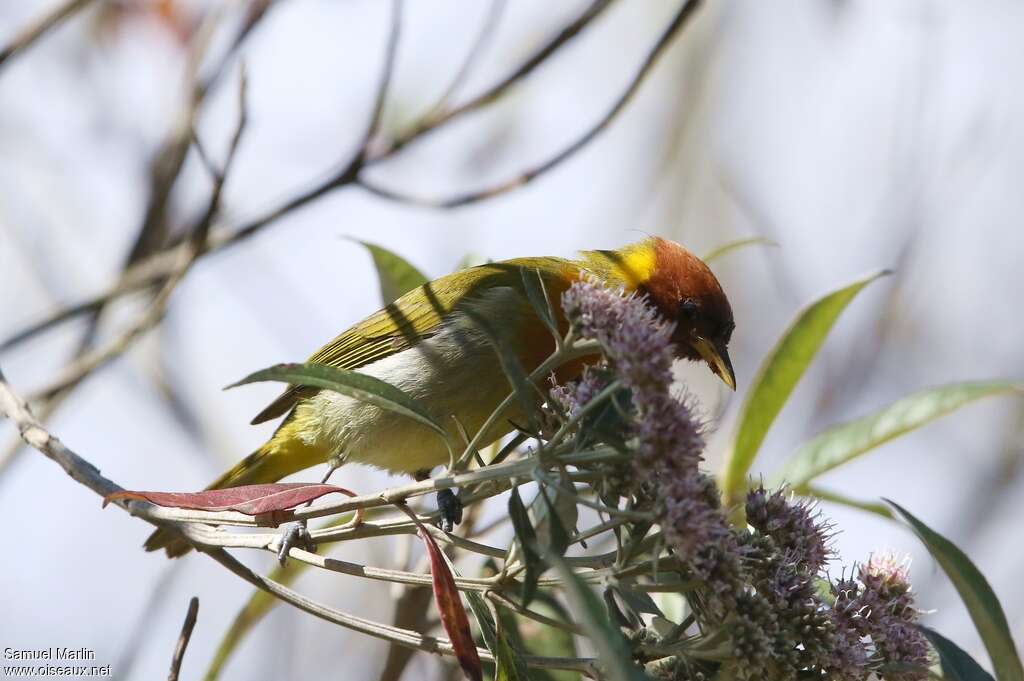 Rufous-headed Tanageradult, identification